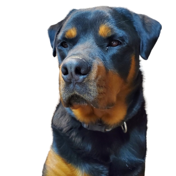 Meet your Posher, Tessa & Sidekick Bruno The Rottie! - Picture 3 of 5